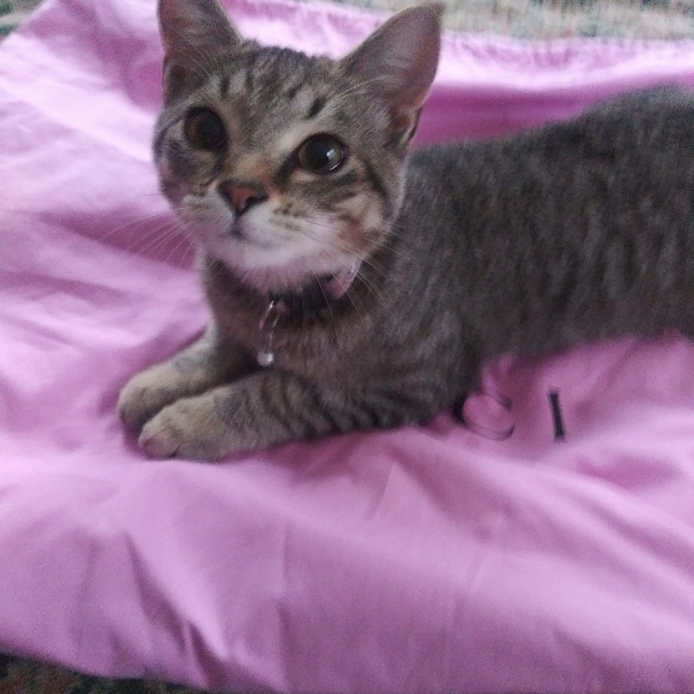 My cat Arya